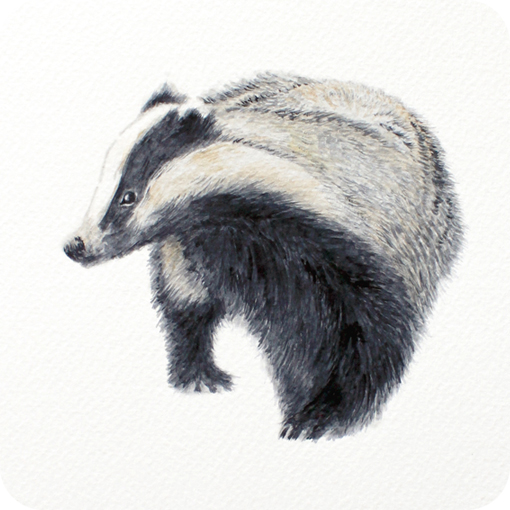 badger walk print of original watercolour painting by harebit