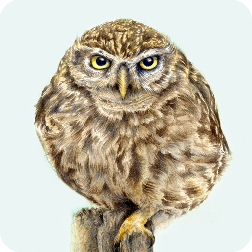 little_owl