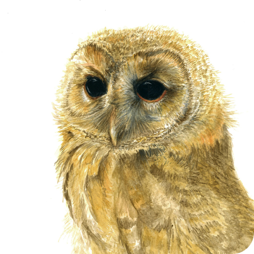 tawny_march2011
