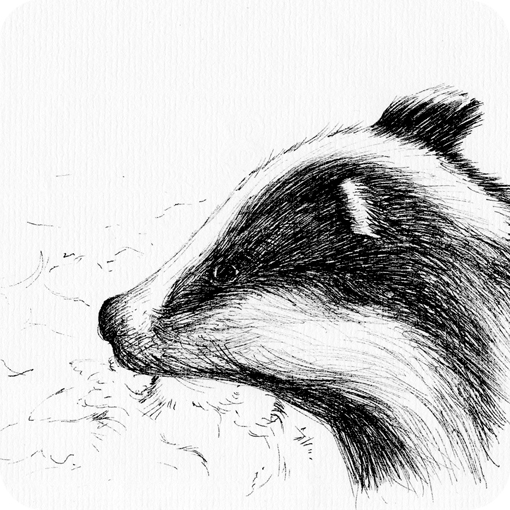 sketch_badger1