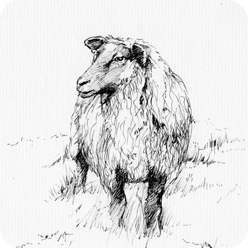 sketch_sheep1
