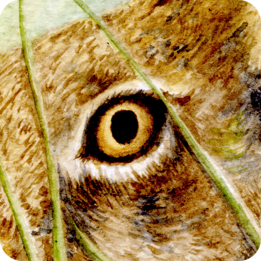 wip_hare_eye1