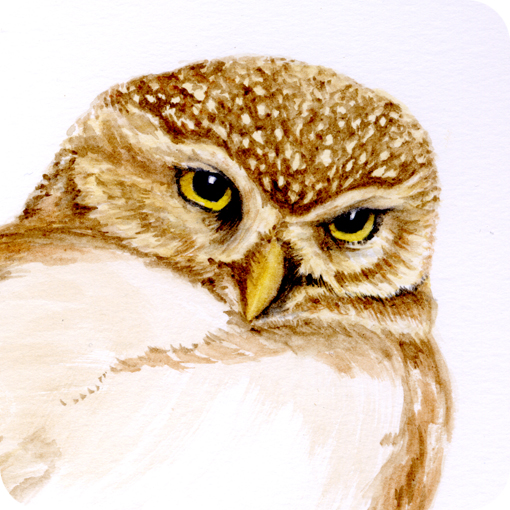 wip_little_owl1