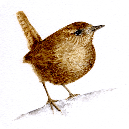 wip_wren1